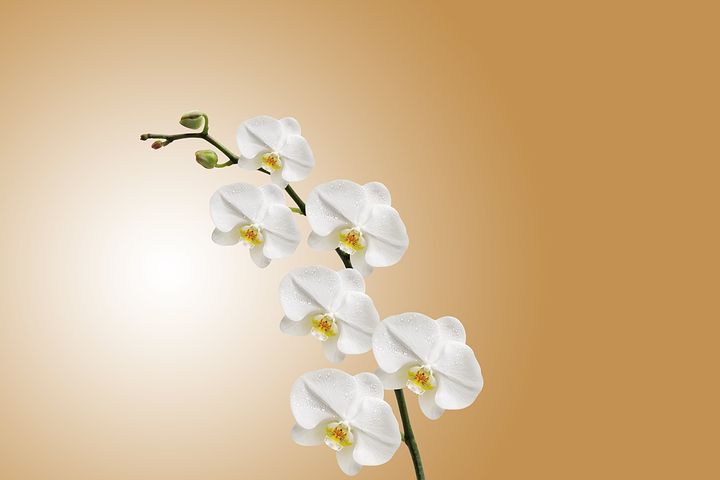 Il significato dell'orchidea