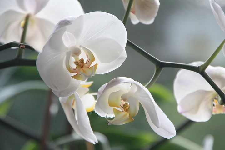 L'orchidea e il suo significato