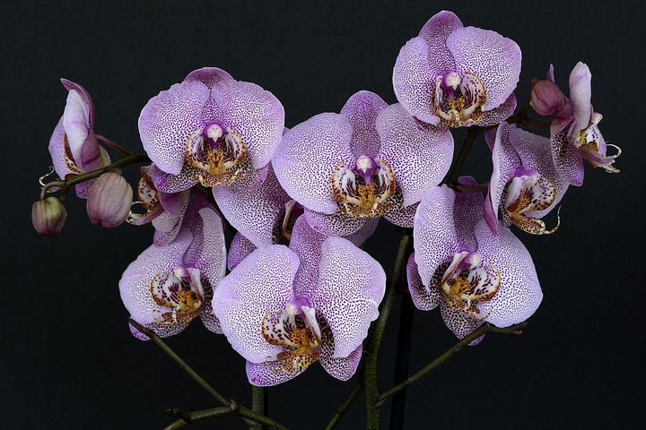 Leggende sull'orchidea