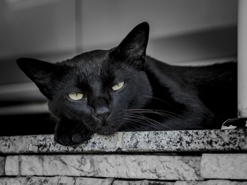 Gatto nero su un davanzale
