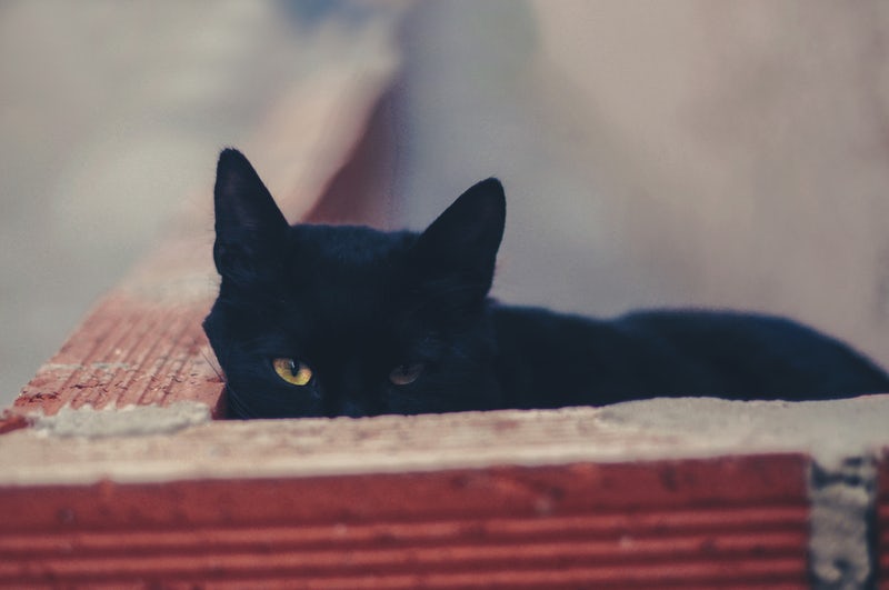 Gatto nero 