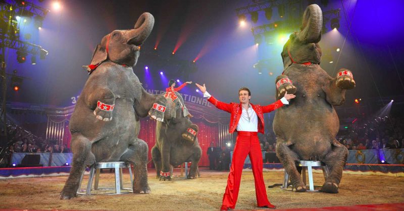 La Campania dice no al circo con gli animali 