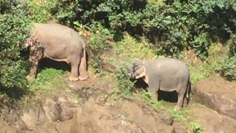 6 elefanti muoiono nel tentativo di salvarsi a vicenda 