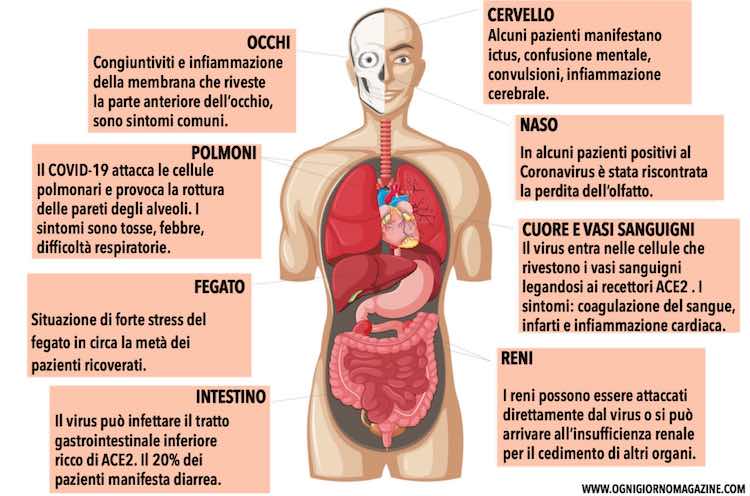 Effetti del Coronavirus sul corpo