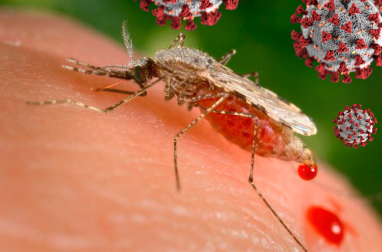 Le zanzare possono trasmettere il Coronavirus? 