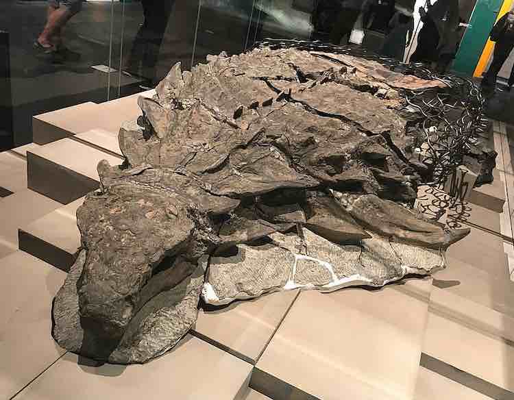 La sorprendente scoperta della mummia di dinosauro